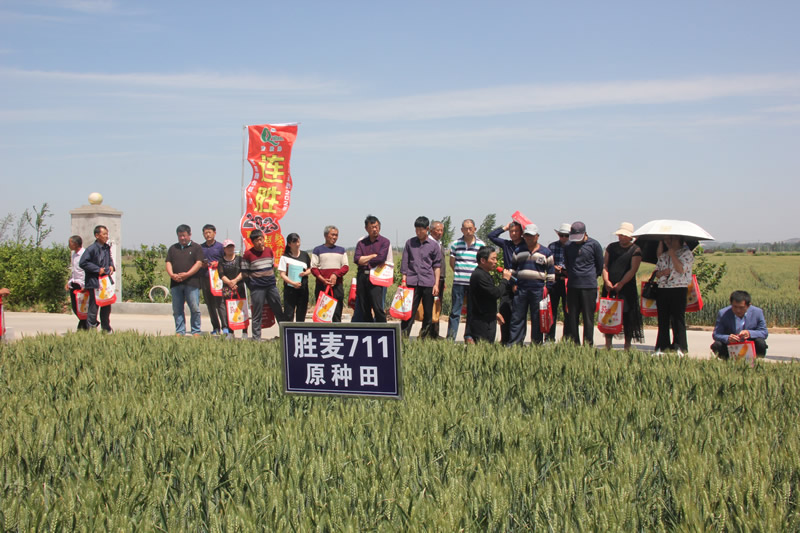 山东连胜种业-2019年小麦优良品种观摩及推介会